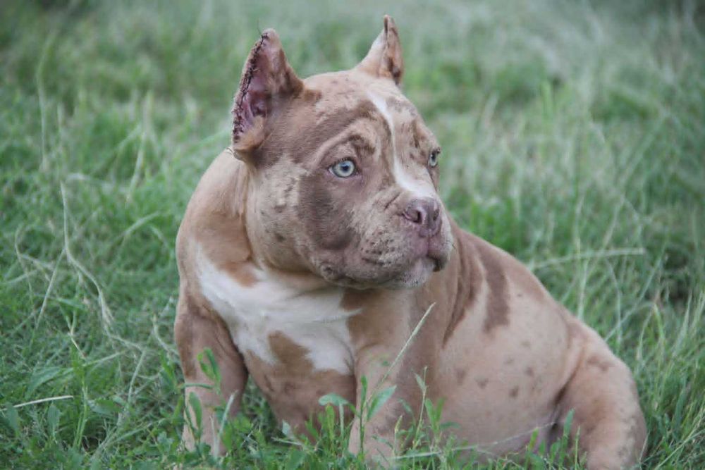 Маленький ведмедик American Bully Pocket