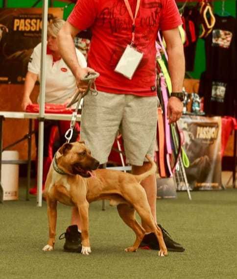 APBT piękny piesek Staffik , Pit Bull