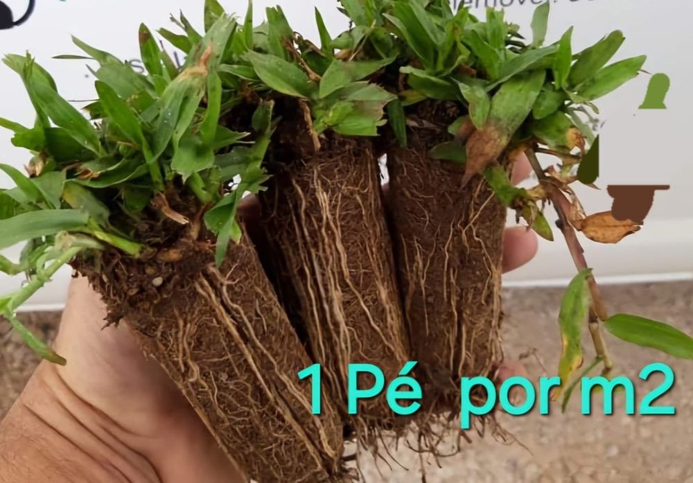 Gramão brasileiro
