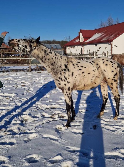 Ogier tarant 2 lata typ szlachetny