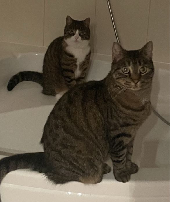 siostrzyczki szukają nowego domu