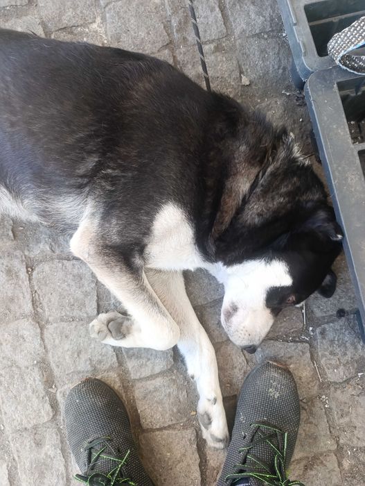 Urgente procuro novo lar para o meu amigo loki urgente