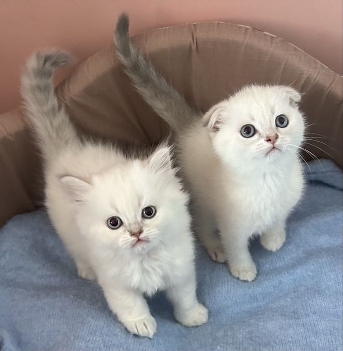 Хлопчик прямовухий