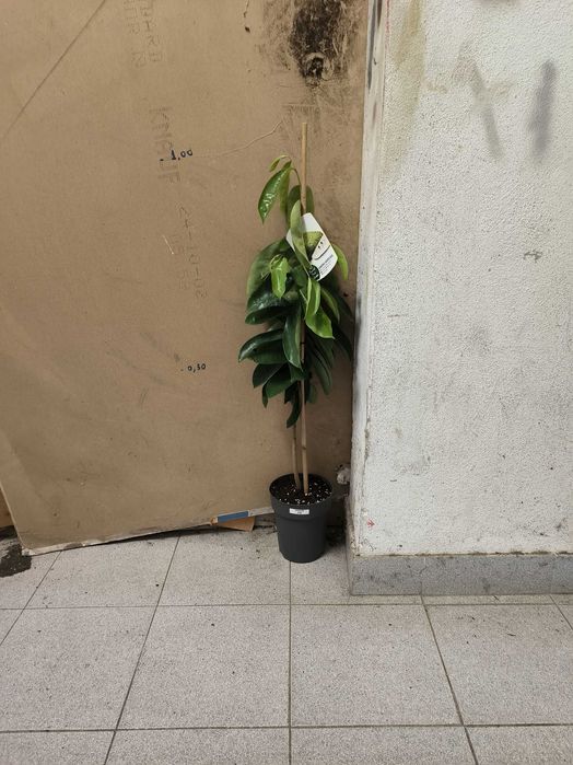 Frutas Tropicais Exoticas