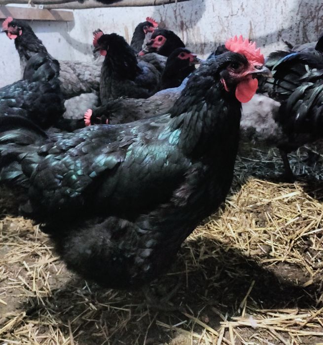 Продам инкубационное яйцо курей породы Джерсийский гигант