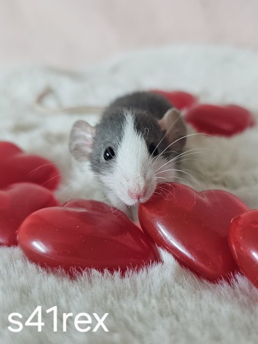 Szczurki szczurek szczury