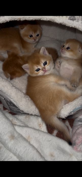 Кошенята шотландської золотої шиншили