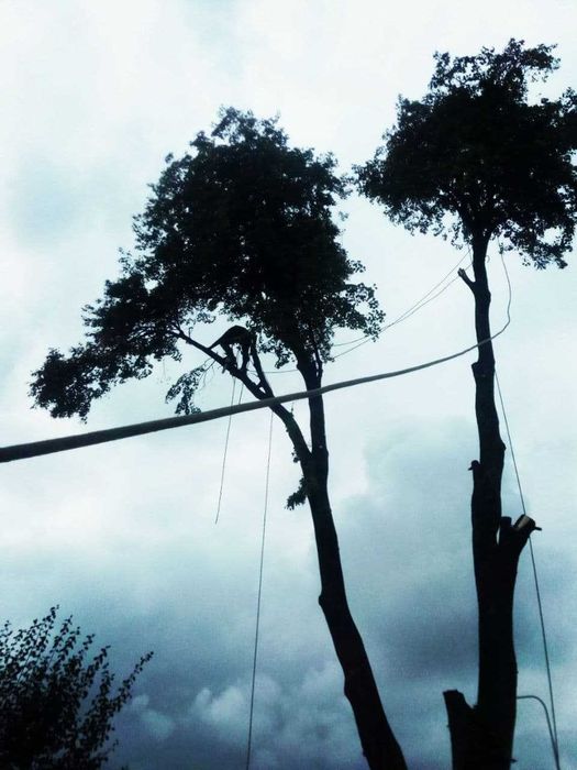 Спилить дерево. Убрать ветки, Попилить на чурки