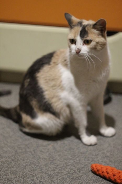 Молоденькая кошечка ищет дом