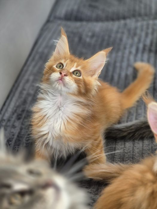Kocurek Maine coon do odbioru