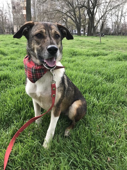 Отдам беспоаино в хорошие руки малышку Кэтти