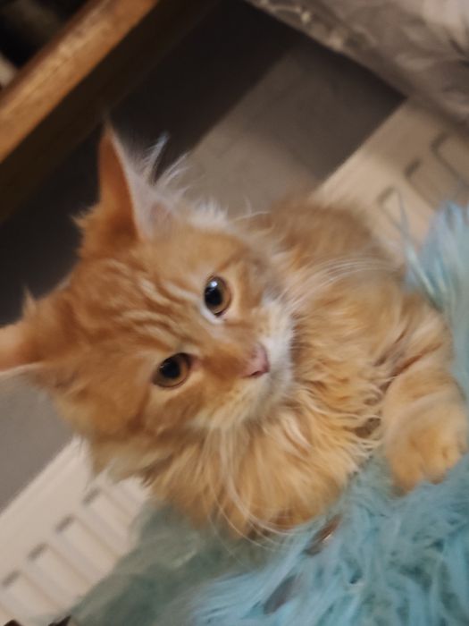 Dziewczynka Maine Coon