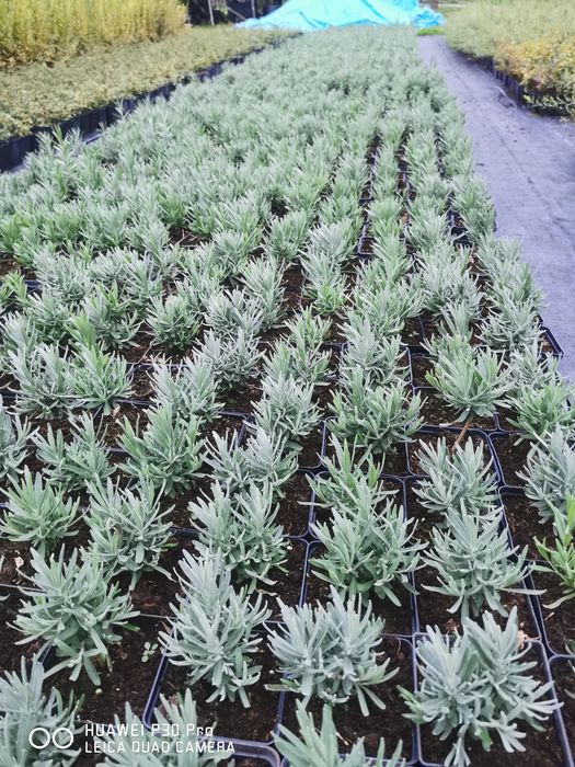 Lawenda Hidcote Blue doniczka p9 i z gruntu 6zł