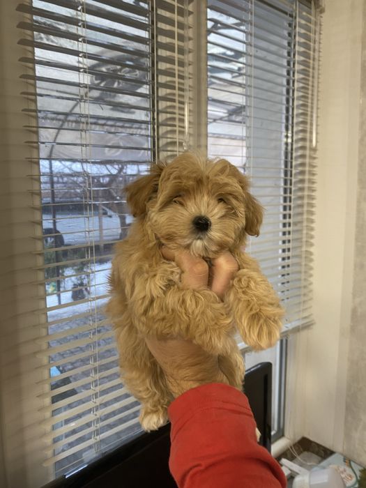 Гарні цуценята мальтіпу