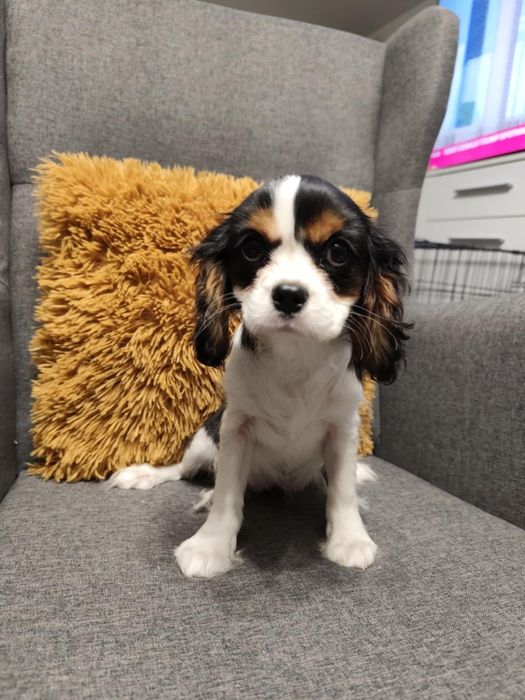 Cavalier King Charles Spaniel, suczka.