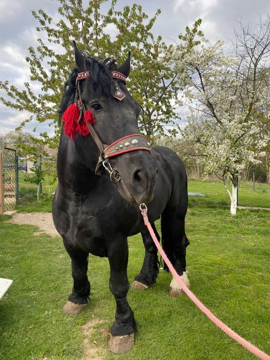 zimnokrwisty  koń sztum ogier