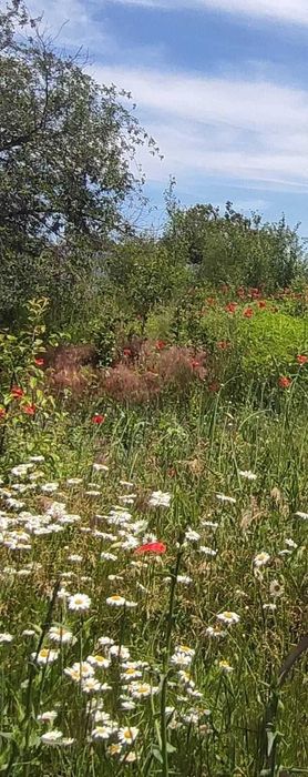 Земельный участок ,,Зеленый Гай,, недалеко от с.Новониколаевка