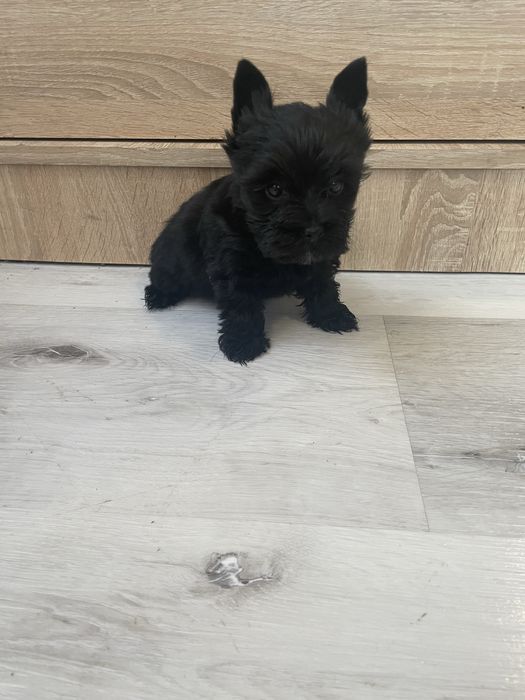 Yorkshire terrier black pies