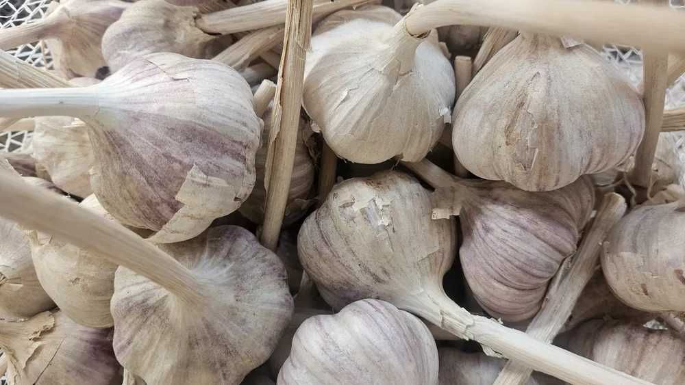 Czosnek POLSKI HARNAŚ rozmiar 6.0+ cm od rolnika hurt detal promocja