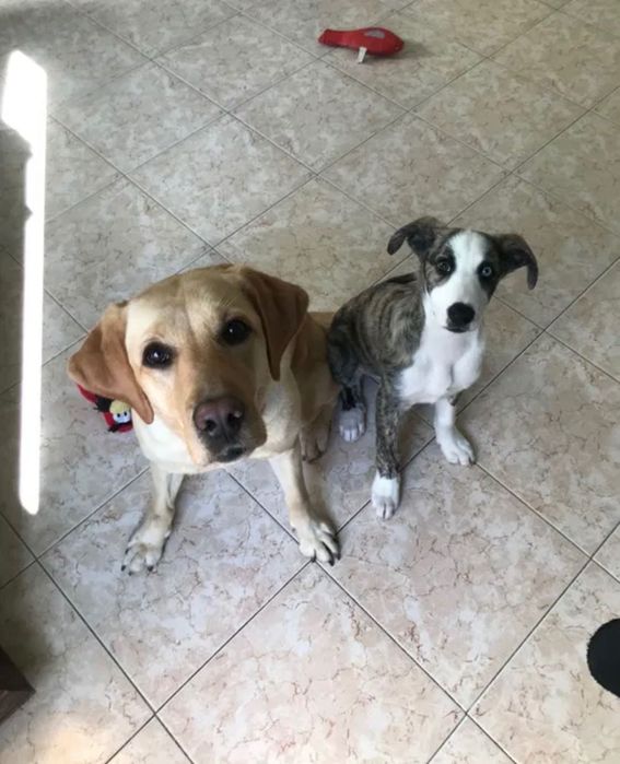 Dog walking/ Pet sitting/ Estadia e Creche familiar