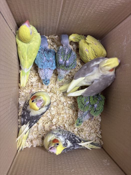Ring Neck bebes para criar à mao