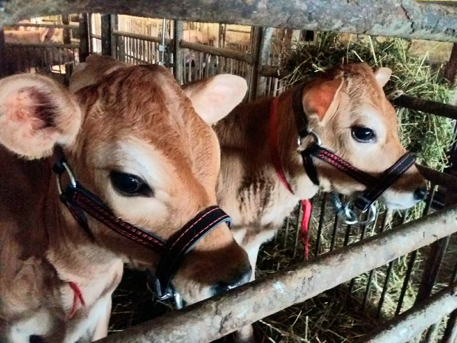 Недоуздок для усмирения теленка  быка джерсейская голштинская абердин