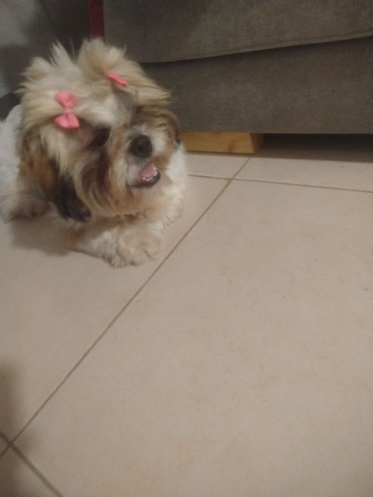 Shih tzu lindíssimo