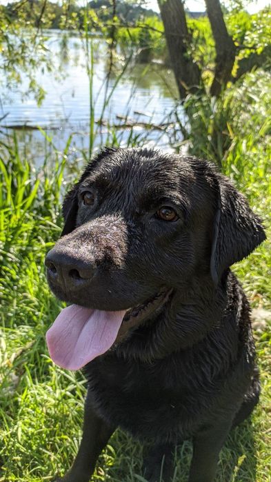 Вязка лабрадора (кобель)
