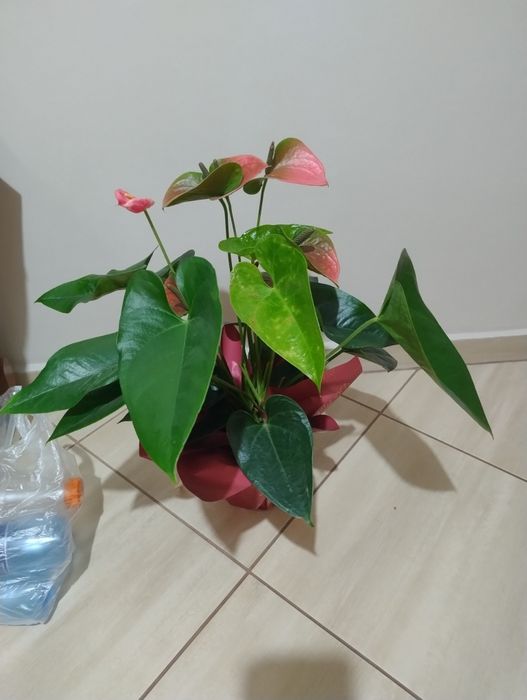 Sprzedam anthurium duże