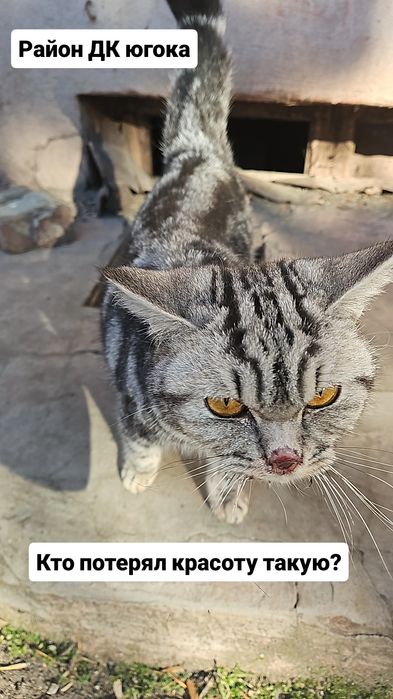 Кішка шотландська  в добрі руки