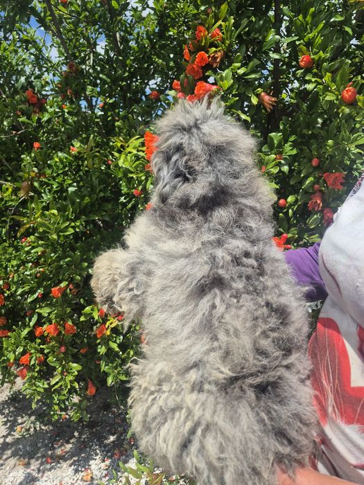 Caniche  Arlequim maravilhoso