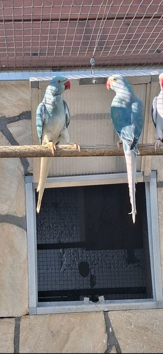 Aleksandretty obrożne samice z DNA