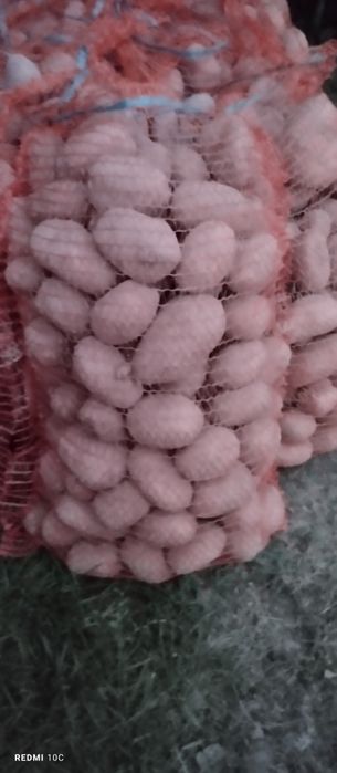 Ziemniaki red fantasy,vineta jelly