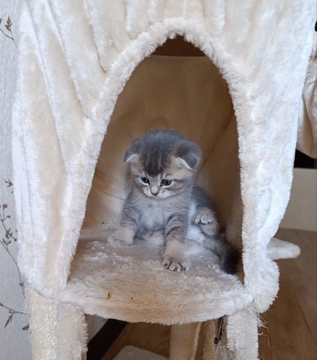 Ексклюзивне шотландське висловухе кошеня — Блакитне Золото!