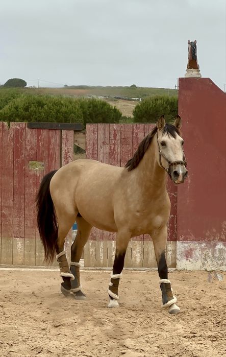 Baio Lusitano 4  anos Montado