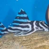 Glonojad Hypancistrus zebra L46 para z CITES