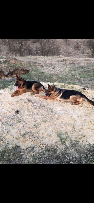 Німецька вівчарка