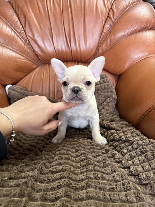 Excelente menina Bulldog/Bouledogue Frances de Qualidade