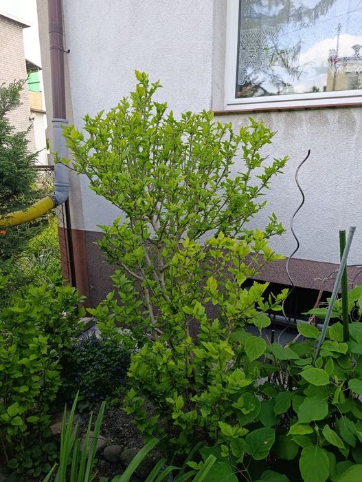 Hibiskus syryjski sadzonki