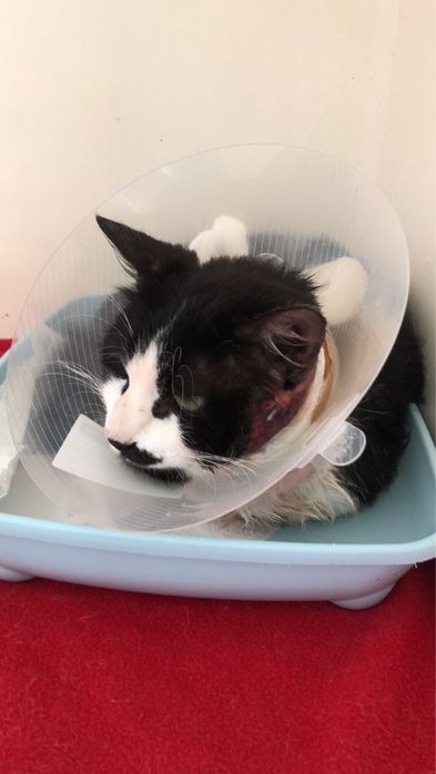 Yinyang - Gato procura familia de acolhimento