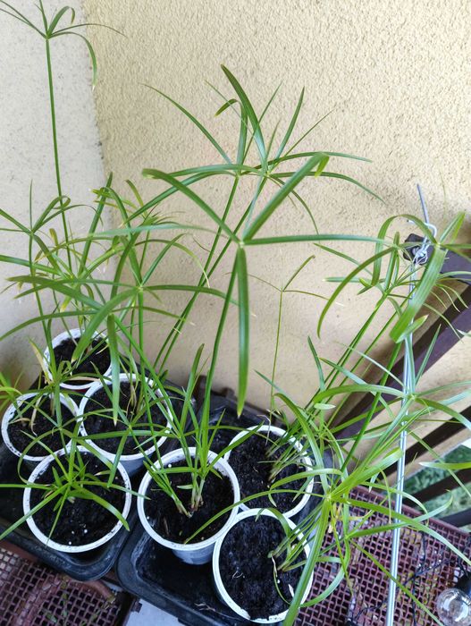 Papirus cibora, sadzonka, roślina