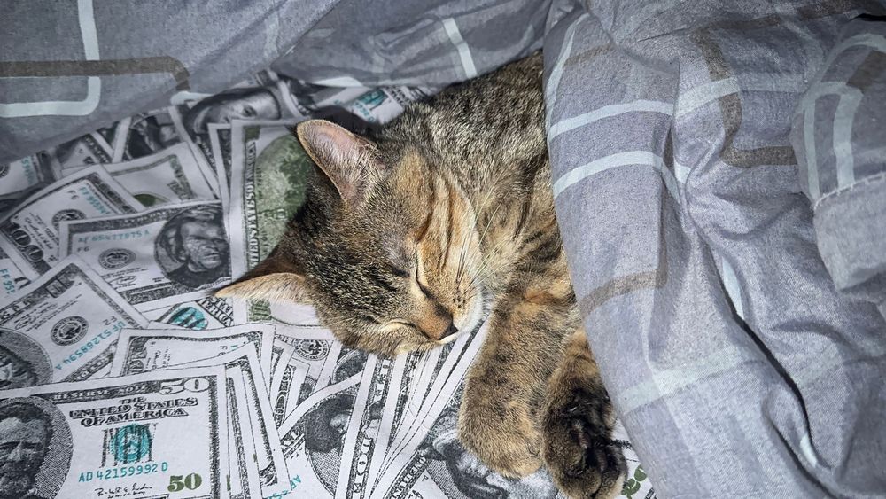 Кішечка 5 місяців ! Безкоштовно в добрі руки !