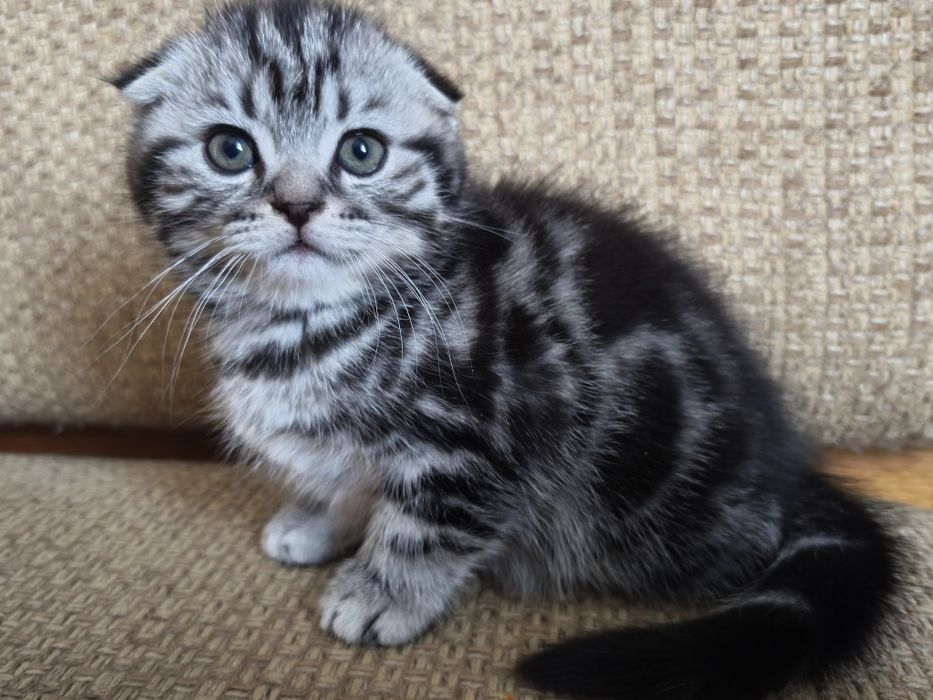 Шотландский мальчик