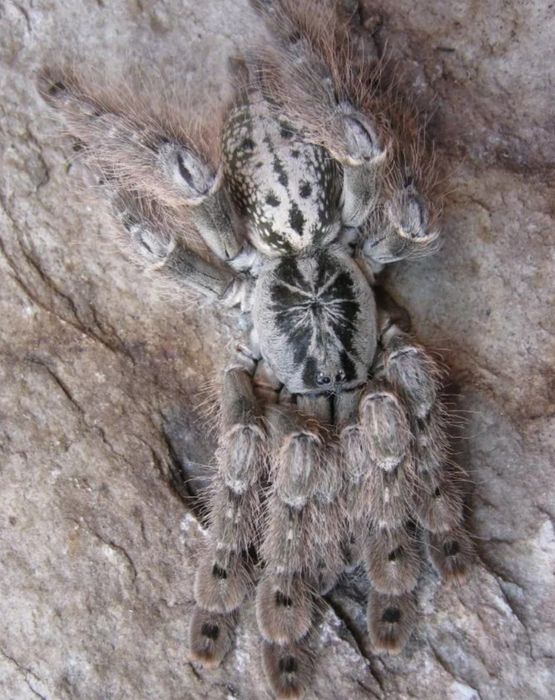 Ptasznik śnieżny Heteroscodra maculata 4 DC
