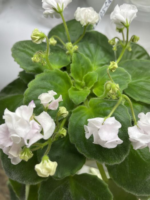 Фиалки цветущие трейлер