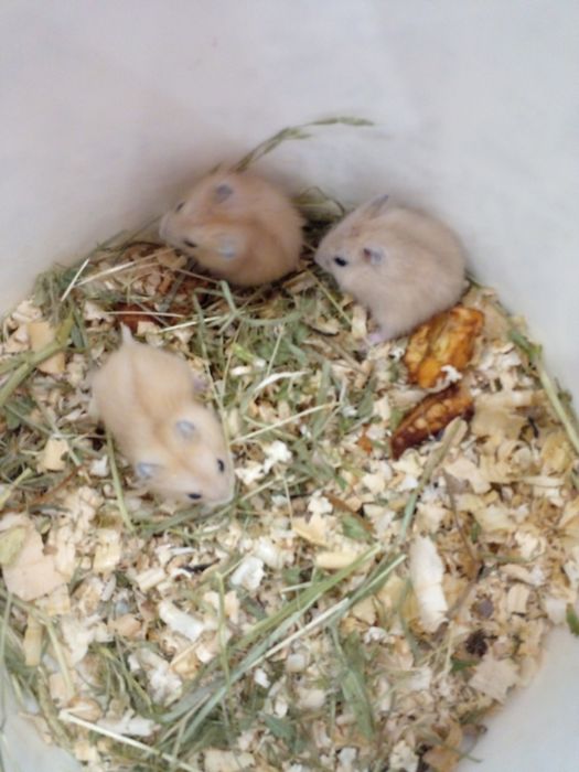 Трехнедельные джунгарики мандаринчики!