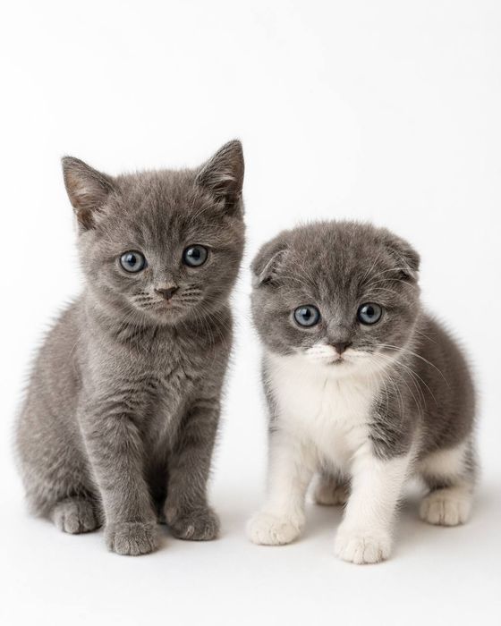 Вислоухие и прямоухие котята Скоттиш фолд и Скоттиш страйт, котёнок