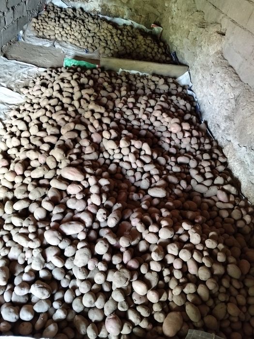 Batata produzida no sabugal