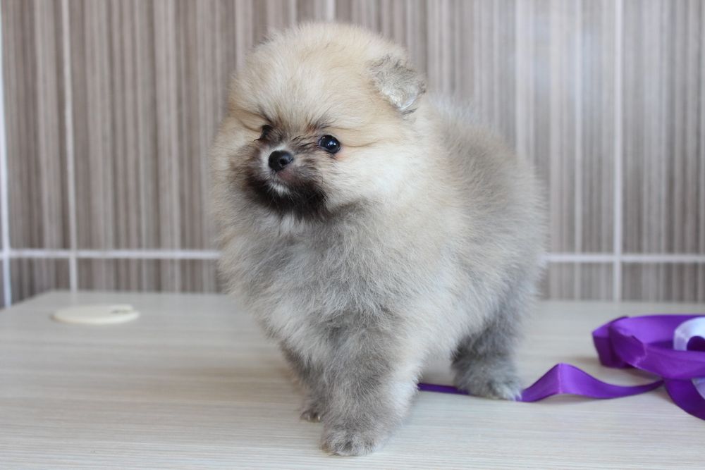 Маленькі ведмежатка Шпіци