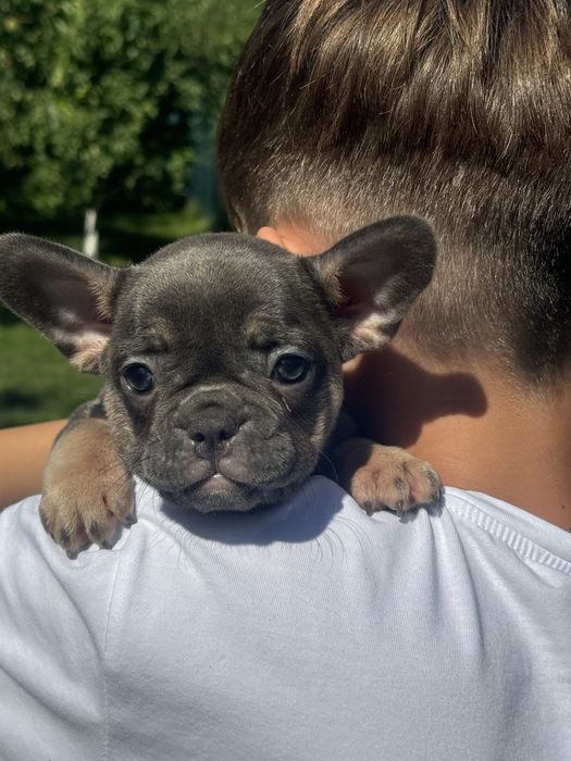 Розплідник! Блакитні та мерле бульдожки.